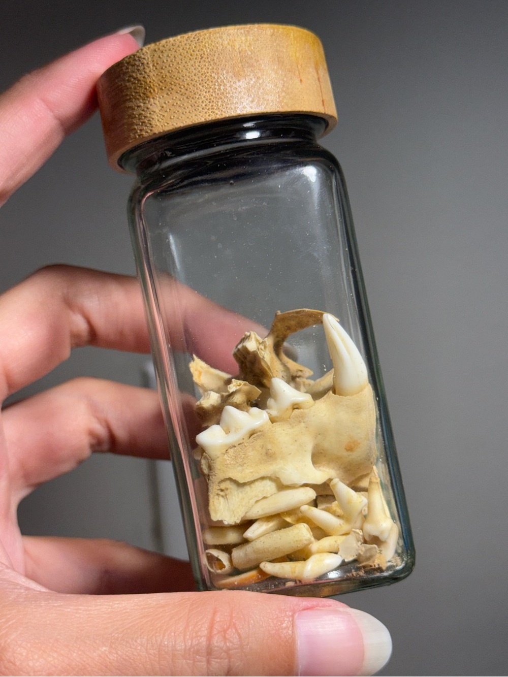 Oddities and Curiosities - Mixed animal teeth in jar